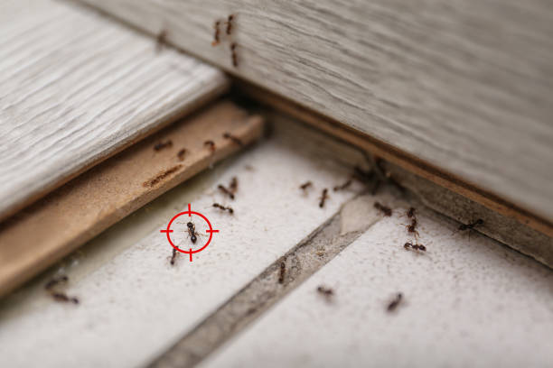 Best Ant Control Services  in Sumner, IA