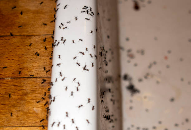 Pest Control Cost in Sumner, IA