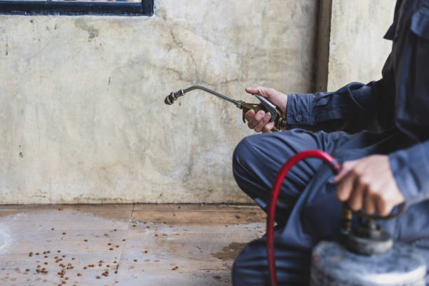 Best Flea Control Services  in Sumner, IA
